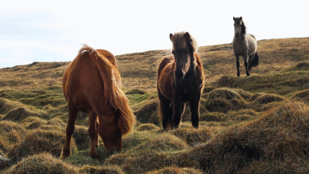 island-weidende-pferde