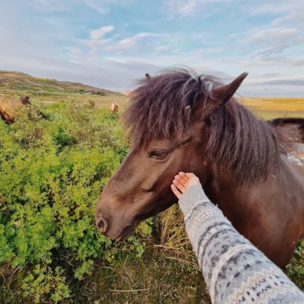 Island, Freiwilligenarbeit, Natur-und-Klimaschutz, Save-the-planet. Pferd