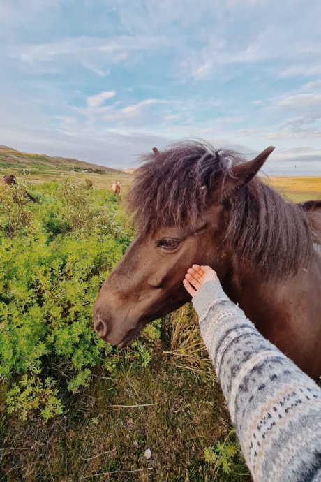 Island, Freiwilligenarbeit, Natur-und-Klimaschutz, Save-the-planet. Pferd