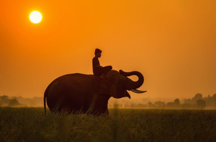 Landschaft, Kambodscha, Sehenswürdigkeit, Elefanten, tiere