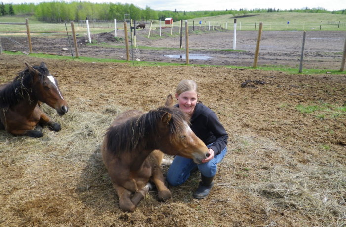 Freiwilligenarbeit, Farmstay, Kanada, Pferde