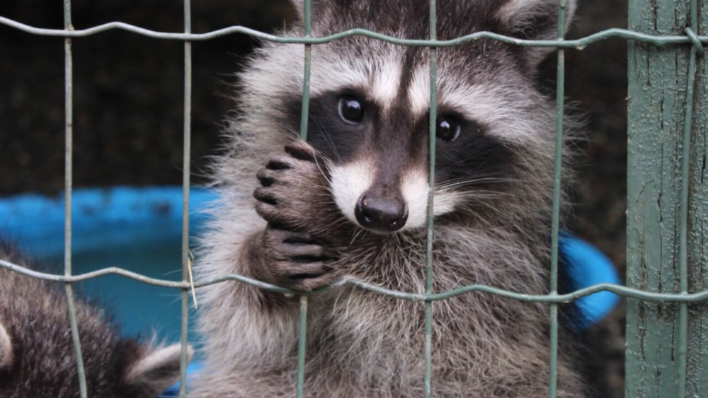 Freiwilligenarbeit, Willife-und-Tierschutz, Kanada, Waschbär