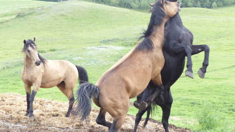 verkleinert-kanada-freiwilligenarbeit-farmstay-kathrin-002