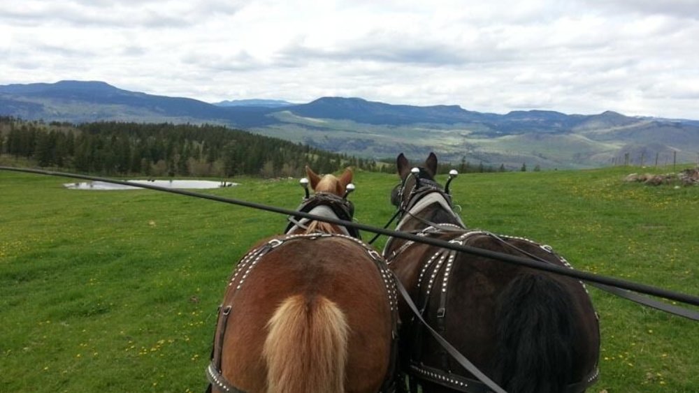 kanada-freiwilligenarbeit-farmstay-katja-004