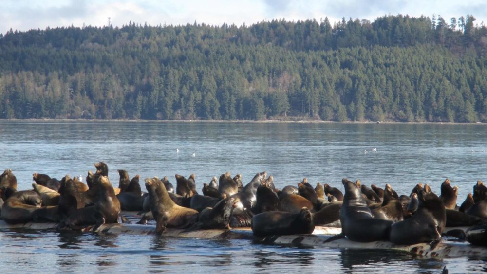 kanada-work-and-travel-ramona-05_01