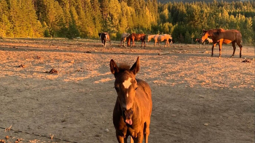 Kanada-Farmstay-Freiwilligenarbeit