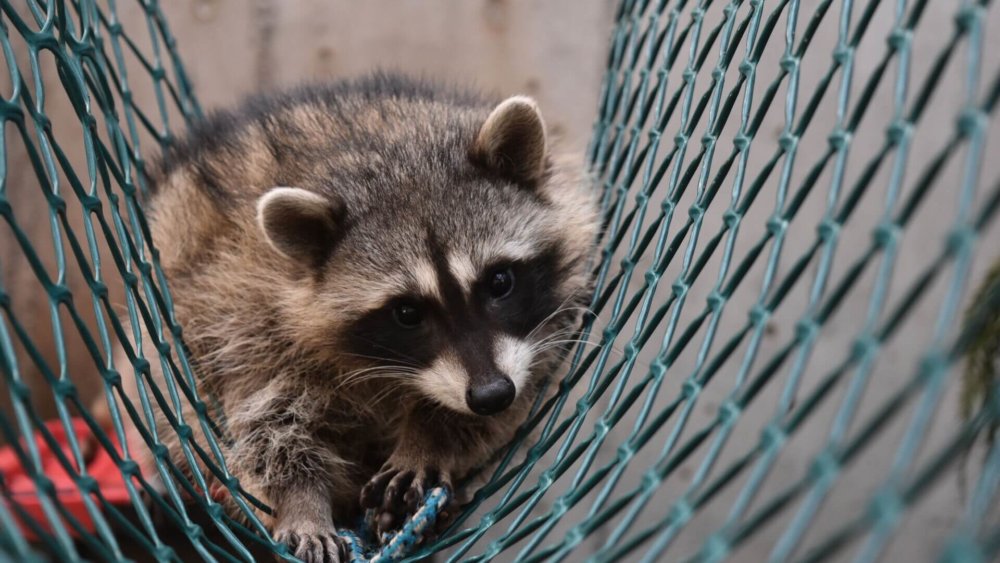 Waschbär liegt entspannt in Hängematte im Wildtierzentrum in Kanada