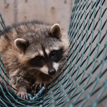 Waschbär liegt entspannt in Hängematte im Wildtierzentrum in Kanada