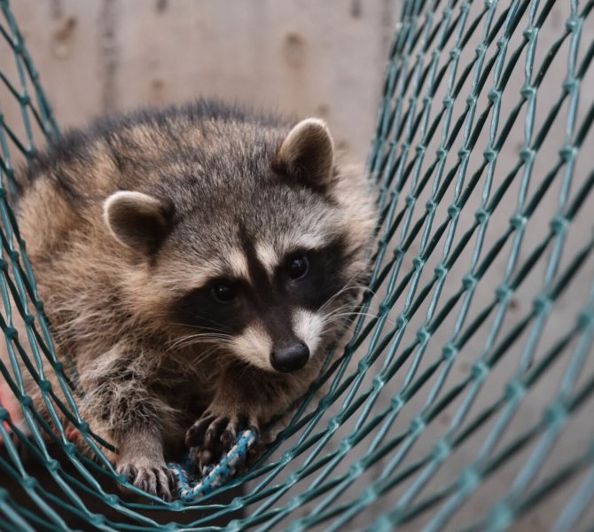 Waschbär liegt entspannt in Hängematte im Wildtierzentrum in Kanada