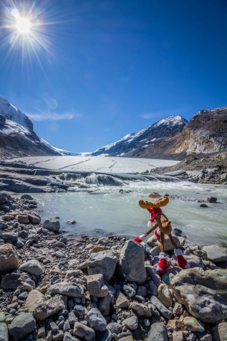 Athabasca Glacier stuffed moose