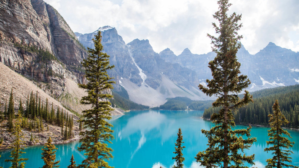 Moraine Lake Trees