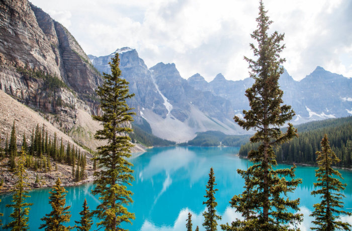 Moraine Lake Trees