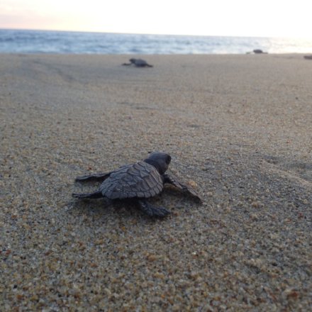 Meeresschildkröten-Projekt, Freiwilligenarbeit, Wildlife-und-Tierschutz, Schildkröte