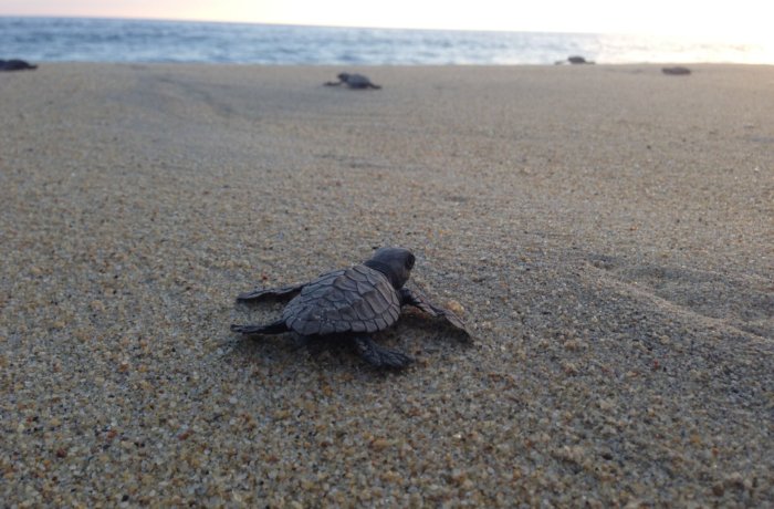 Meeresschildkröten-Projekt, Freiwilligenarbeit, Wildlife-und-Tierschutz, Schildkröte