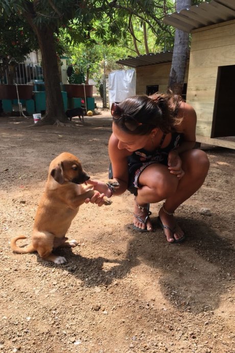 Straßenhunde-Projekt, Hunde, Freiwilligenarbeit, wildlife-und-tierschutz, Mexiko
