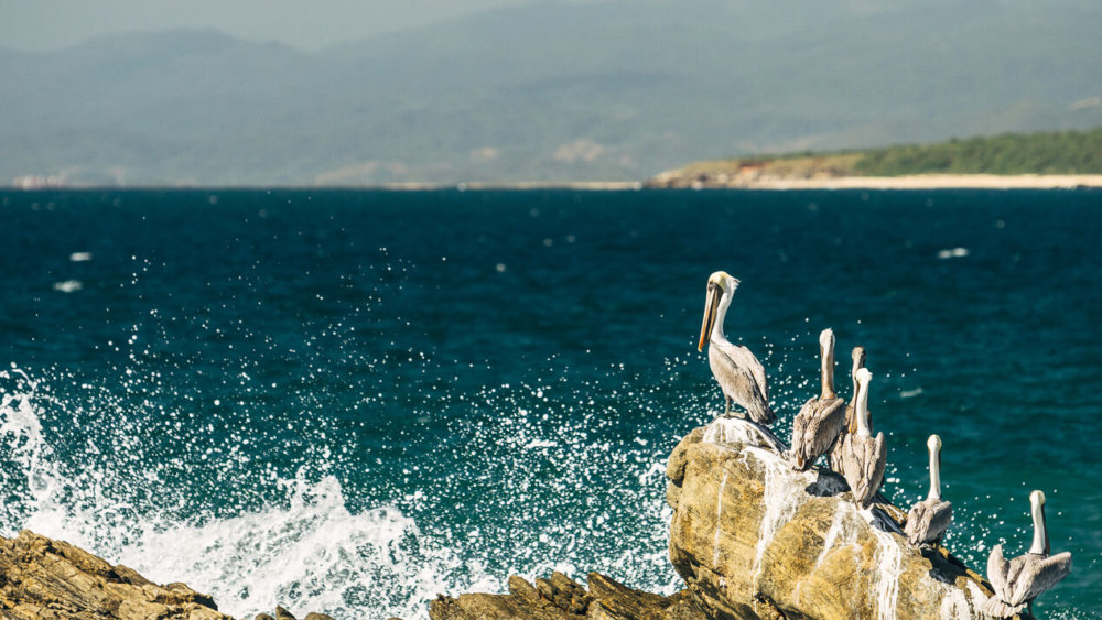 mexiko-simontoplak_pelikane