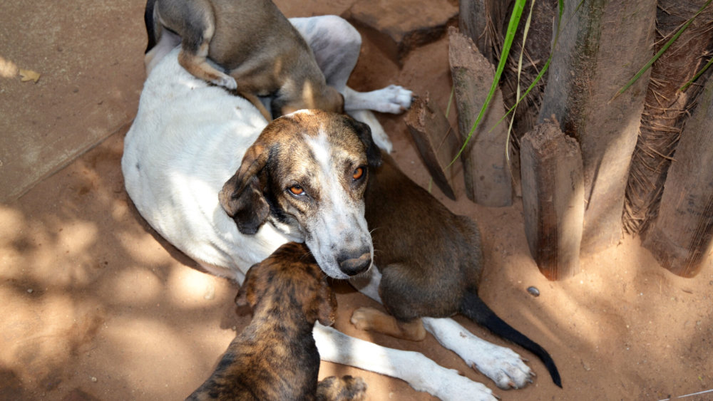 mexiko-strassenhunde-mutter-mit-welpen