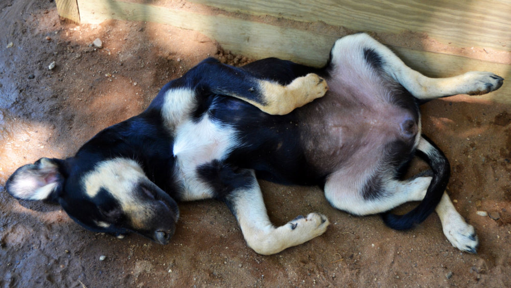 mexiko-strassenhunde-schlafender-welpe