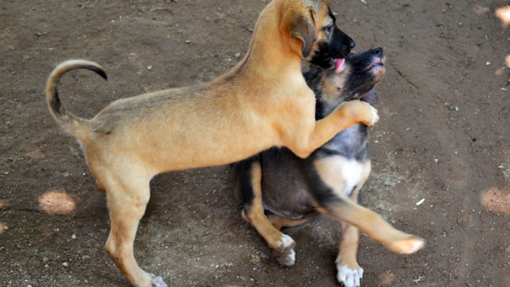mexiko-strassenhunde-spielende-welpen