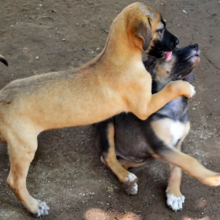 mexiko-strassenhunde-spielende-welpen