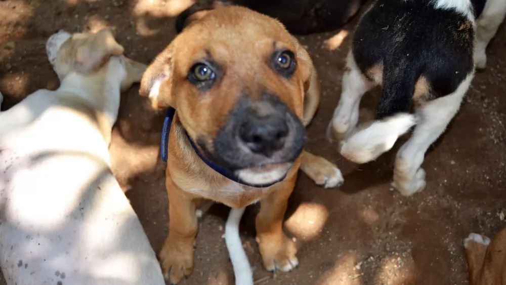 mexiko-strassenhunde-welpe-frontal