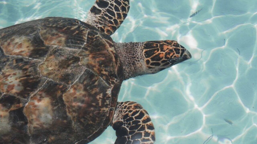 Meeresschildkröten-Projekt, Freiwilligenarbeit, Wildlife-und-Tierschutz, Schildkröte