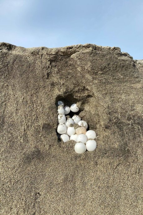 Freiwilligenarbeit, meeresschildkröten-projekt, Mexiko