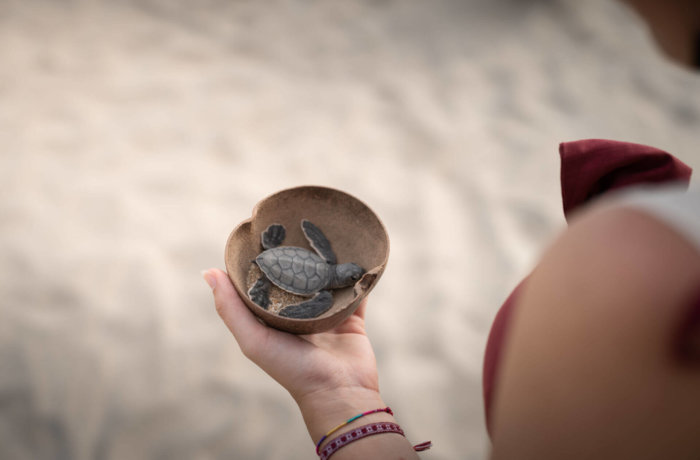 Person hält vorsichtig eine kleine Meeresschildkröte in einer Schale über dem Sand bei einem Schutzprojekt für Meeresschildkröten in Mexiko