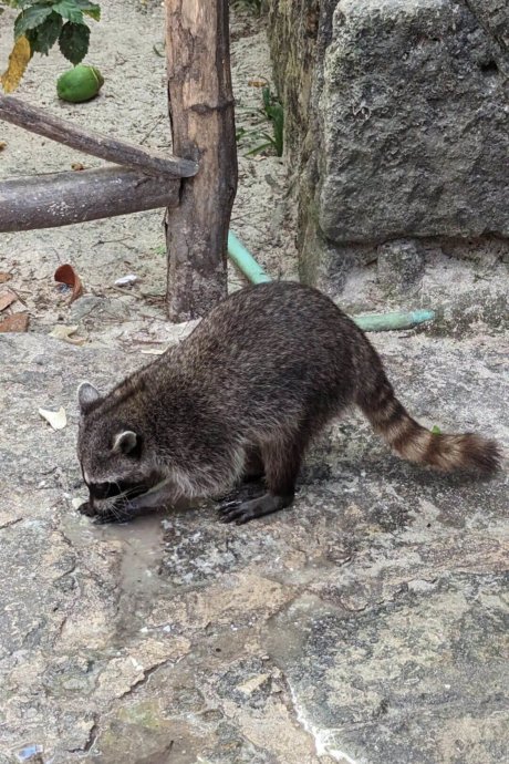 Cozumel-Yucatan-Mexiko-waschbär-wildlife