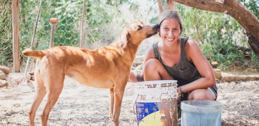 Straßenhunde-Projekt, Hunde, Freiwilligenarbeit, wildlife-und-tierschutz, Mexiko