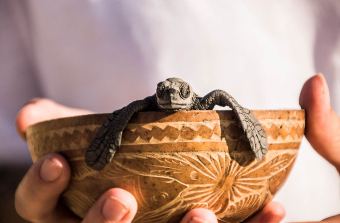 Junges Meeresschildkrötenbaby in geschnitzter Holzschale wird von Händen gehalten am Strand