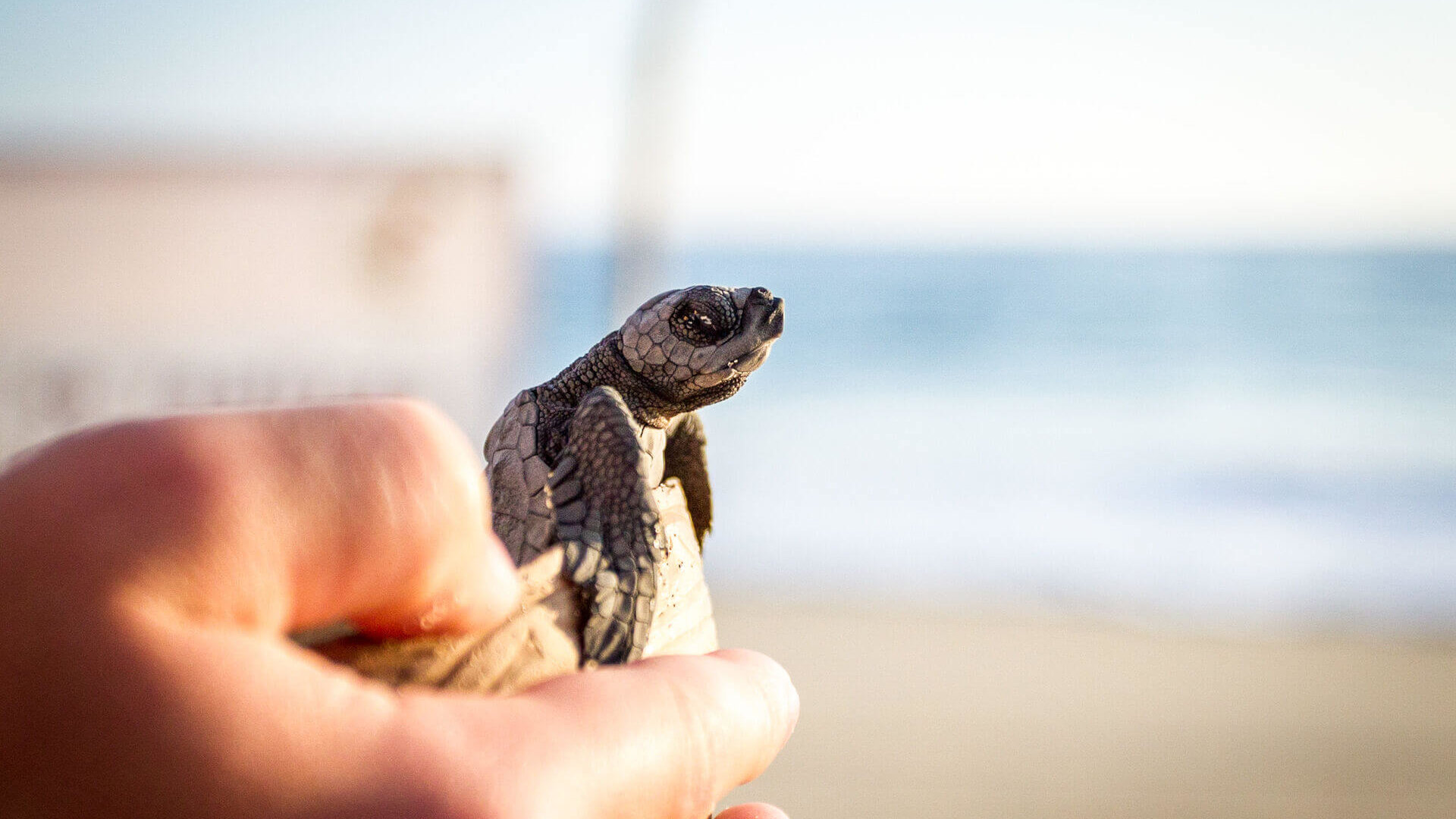Meeresschildkröten-Projekt, Freiwilligenarbeit, Wildlife-und-Tierschutz, Schildkröte