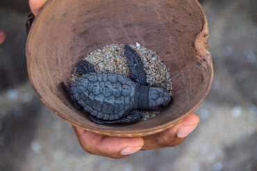 Meeresschildkröten-Projekt-Mexiko-Save-the-Planet