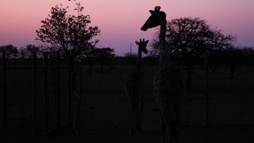 Namibia-Freiwilligenarbeit-Wildlife-Natalie-013