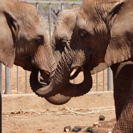 Elefanten, Freiwilligenarbeit, Wildlife-und-Tierschutz, Namibia