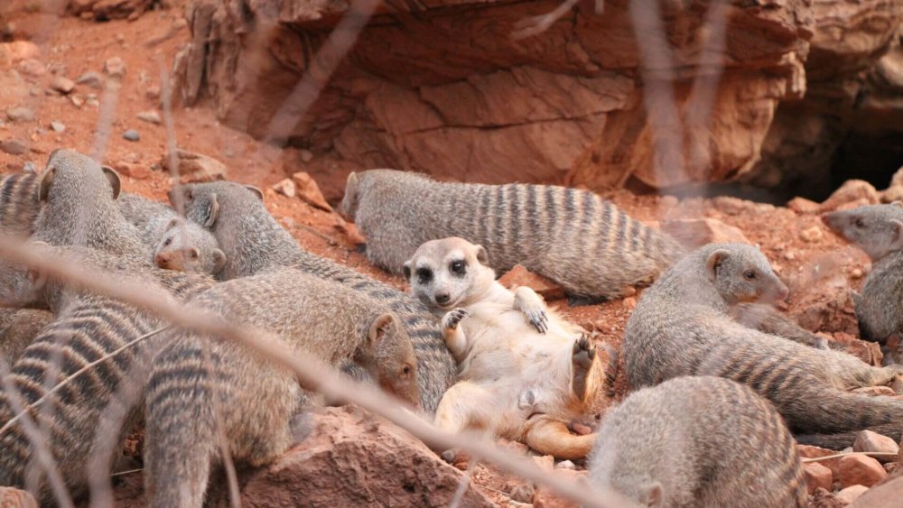 Erdmännchen Cameron mit den Mangusten_Okutala