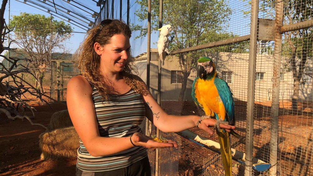 der neugierige Ara_2