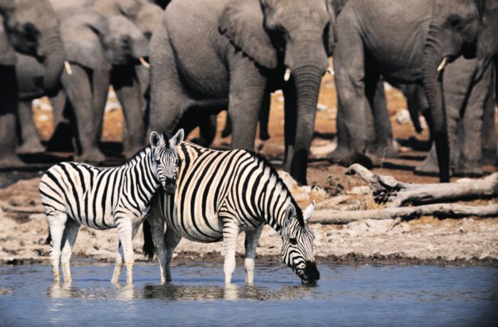 Namibia, Wildlife, Freiwilligenarbeit, zebras, elefanten