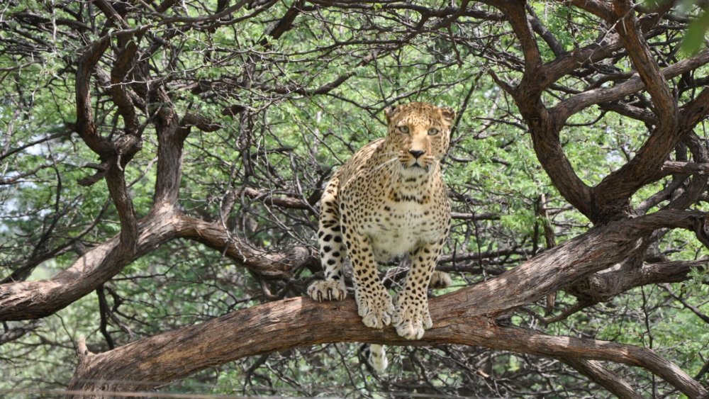 Harnas_visit_Hardy (452)