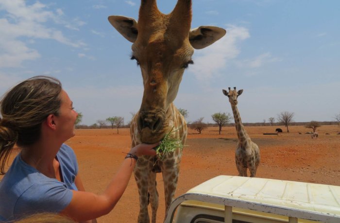 Wildlife-und-Tierschutz, Freiwilligenarbeit, Namibia, Tiere, Giraffen