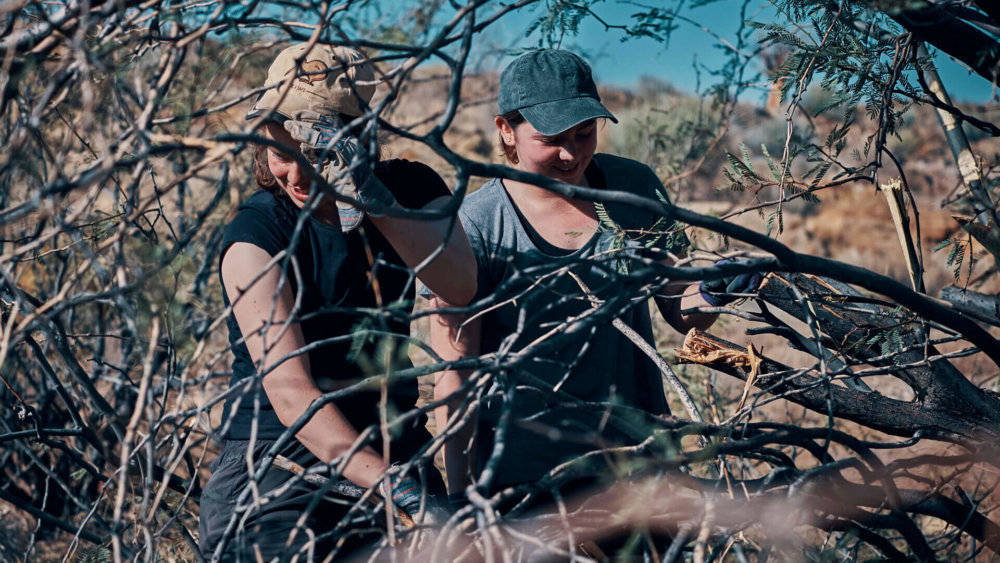 Alien vegetation clearing