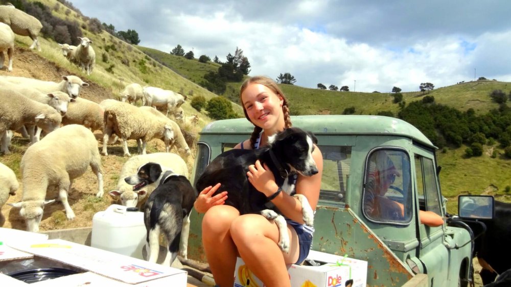 Neuseeland, Work-and-Travel, farmstay
