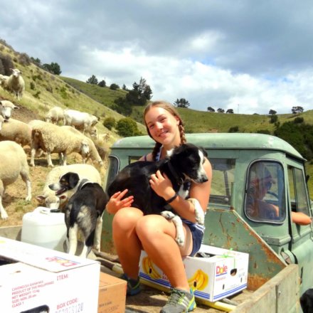 Neuseeland, Work-and-Travel, farmstay