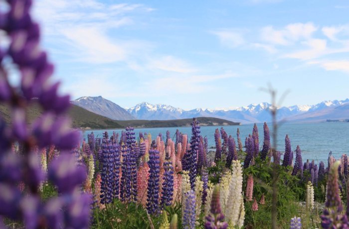 Neuseeland-Freiwilligenarbeit-Farmstay-Samira-003