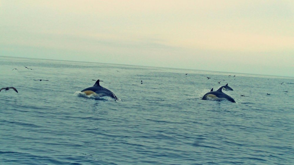 neuseeland-delphine-springen-im-meer-moewen