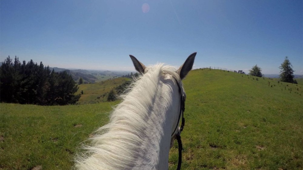 barbara-raabe-neuseeland-farmstay01