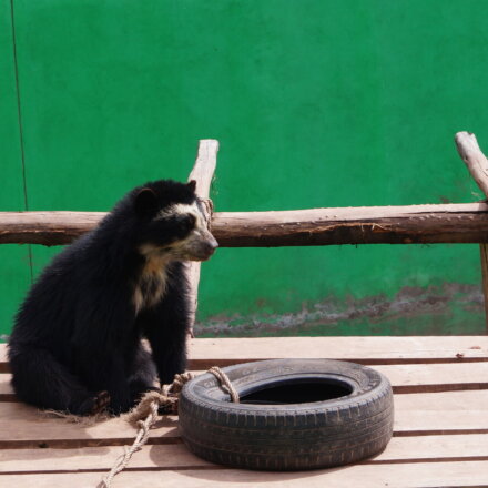 Peru-wildlife-save-the-planet-tiere