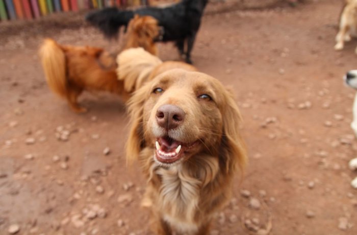 Straßenhunde-Projekt, Hunde, Freiwilligenarbeit, Wildlife-und-Tierschutz, Peru