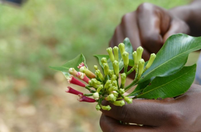 Essen, Sansibar, Gewürze