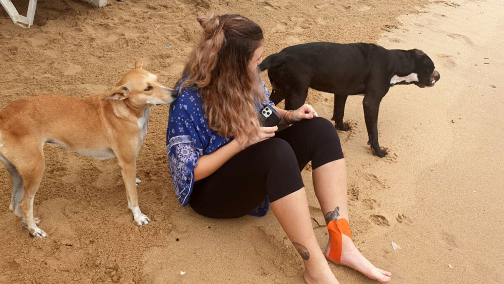 Straßenhunde-Projekt, Freiwilligenarbeit, Sri-Lanka, Hunde, Tiere